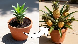 How to Grow Pineapple Plants in Containers And Get a Huge Harvest