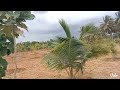 1 Acre Coconut Farm Land For sale near Mysore. (8197434359).