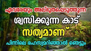 Breathing Forest is Real | ശ്വസിക്കുന്ന കാട് സത്യമാണ് | പിന്നിലെ രഹസ്യം പുറത്തായി