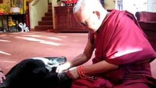 Lama Zopa Rinpoche's dog Uma Jangsem reciting Maitreya Buddha mantra