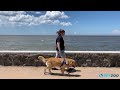 watch a dog wear the ezydog quick fit harness on a walk