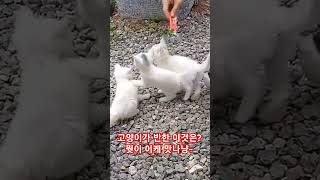 고양이가 반한 이것은? 환장하고 먹는 쮸루쮸루 뭐가 들어서 이렇케 맛있게  먹을까? #cat #catlover #고양이 #고양이영상 #고양이일상 #aquarium #cute