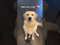 😂she tried dogshorts cutepet goldenpuppy goldenretriever dog puppy pets fyp trending shorts cute