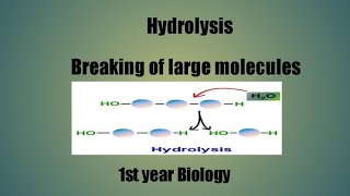 Hydrolysis/breaking of large molecules