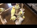 オカメインコルチノーたち