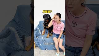 原来狗狗也怕碰瓷啊！ #罗威纳 #一坨 #罗威纳护卫犬 #rottweiler #pets #寵物 #向威 #funny #寵物生活