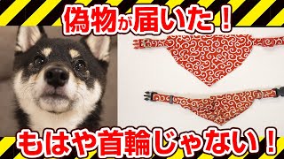 【注意喚起】通販で首輪の偽物が届いた。もはや首輪じゃなかった【柴犬 豆柴】