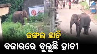 ଜଙ୍ଗଲ ଛାଡ଼ି ବଜାରରେ ବୁଲୁଛି ହାତୀ  | Odisha Reporter