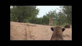 Male leopard provokes lioness