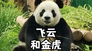 大连动物园很会选大熊猫，飞云金虎妙音都特别可爱