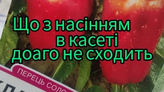 Довго не сходить перець. Розглянемо,що з насінням.