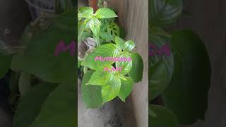 mussaenda plant so beautiful