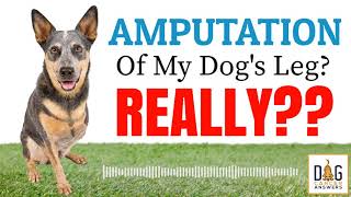 Amputation of Dog Leg? Really?? │ Dr. Demian Dressler Q\u0026A