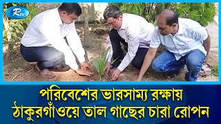 প্রাকৃতিক দুর্যোগ মোকাবেলাসহ বজ্রপাত থেকে রক্ষা পেতে ঠাকুরগাঁওয়ে তাল গাছের চারা রোপন | Rtv News