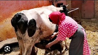 مي يامنة فاقت بكري و جبدت الزبدة من الحليب بالطريقة الأمازيغية الاصليه 🐄🧀🥛