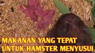 makanan yang tepat untuk hamster menyusui