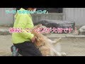 【成犬でもできる！】犬の社会化トレーニングのコツ｜ドッグトレーナーのしつけ教室初級編㉔