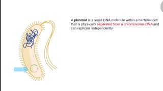 Cloning Plasmid Vector