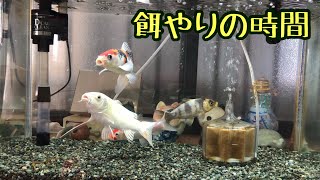 ［金魚］水槽飼育の錦鯉と金魚たち、餌はこれを食べているよ