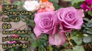 புதுசா ரோஜா செடி வாங்கும் போது இந்த டிப்ஸ் ஃபாலோ பண்ணுங்க. ரோஸ் சூப்பரா பூக்கும்./ரோஜா செடி வளர்ப்பு