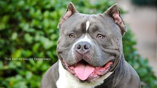 SHOW TRAINING AND SHOW TIPS (AMERICAN BULLY)