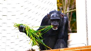 愛の牧草とアキコさん（Pasture of love and Akiko）　東山動植物園　チンパンジー　202202