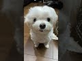 shorts 待て！が上手な我が家の犬【マルチーズ】