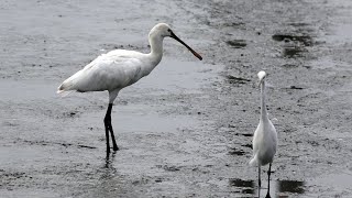 2025 02 12林邊鄉的白琵鷺Platalea leucorodia  （2025 02 07）