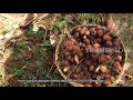 Gotong Royong Bolang Memanen Salak | BOCAH PETUALANG