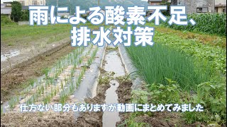 雨で野菜がダメになることが多いですが作ってみました。排水　酸素不足　対策