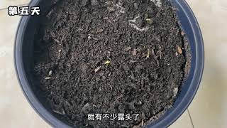 用火龙果籽种火龙果第15天，看看长成什么样了？ #阳台种植 #火龙果盆栽 #火龙果