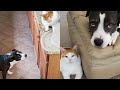 Cat Caught Sneaking Dog Extra Treats 😂 | The Cat Chronicles