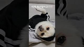 이게 머선일이고!!! #강아지 #pets #dogs