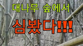 대나무숲에서 산삼을 봤습니다!!! 심봤다!!!