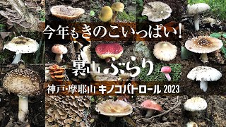 【山歩き】梅雨明け・初夏ハイキングは摩耶山でキノコ散策!　キノコパトロール2023