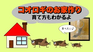 コオロギのお家作り【飼育環境・飼育方法】