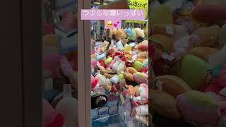 クレーンゲーム つぶらな瞳シリーズを乱獲したい！！