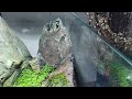 60cm水槽 気泡が美しいキューバパールグラスのシンプル水景　 aquascape aquarium 60cm tank vlog アクアリウム