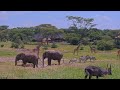 A Busy Gathering at the Mara Bushtops Salt Lick