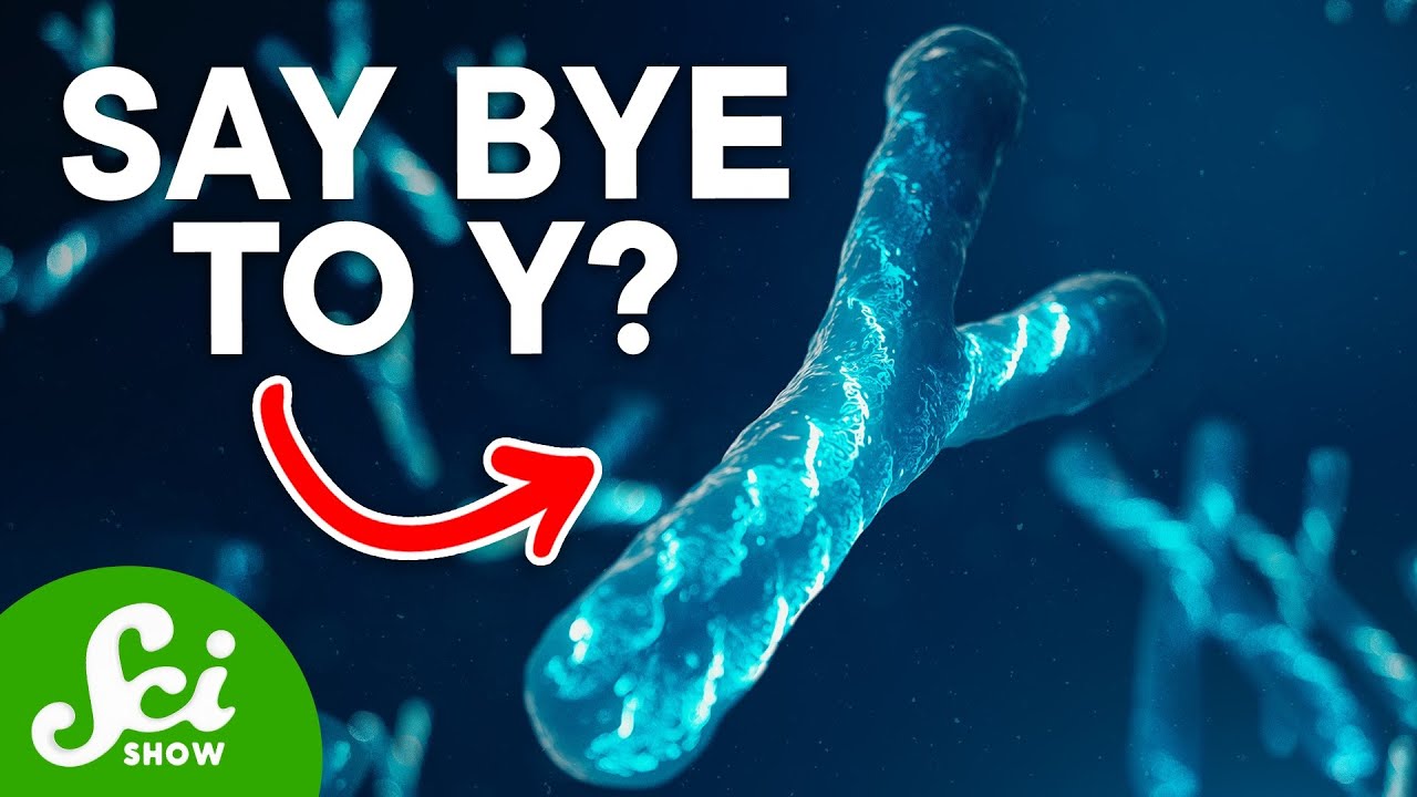 Why Y Chromosomes Might Disappear - YouTube