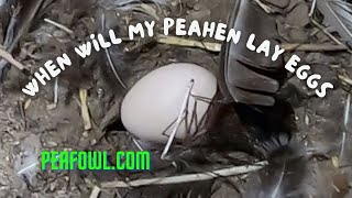 When Will My Peahen Lay Eggs, Peacock Minute, peafowl.com