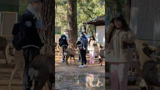 Nara Park japan🦌🇯🇵4K