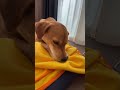 おやつくっちゃくっちゃ❤️ 雑種犬 保護犬と暮らす