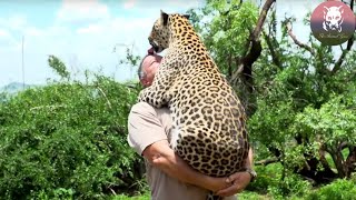 Man Saved a Leopard, and Years Later the Leopard Found Him…