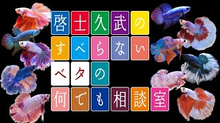 A BETTER LIFE WITH BETTA 【ベタの何でも相談室】2020年11月8日