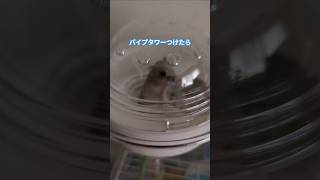 ハムスターのお家にパイプタワー設置しました🐹＃ハムスター#shorts