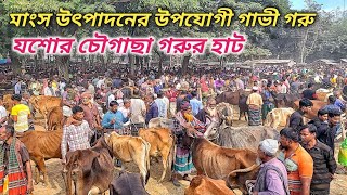 @29 December 2024 || চৌগাছা হাটে মাত্র ৩০ হাজার টাকায় হাড্ডিসার গাভী গরু || যশোর চৌগাছা গরুর হাট