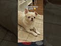 После этого меня попросили больше не петь😅 dogs прикол питомцы chihuahua хочуврек shorts top