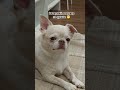 После этого меня попросили больше не петь😅 dogs прикол питомцы chihuahua хочуврек shorts top