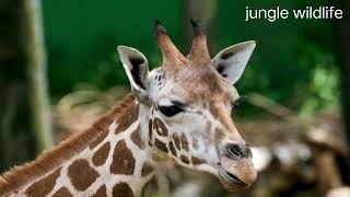 Giraffe in Amazon jungle Giraffe 101 #4k #amazon